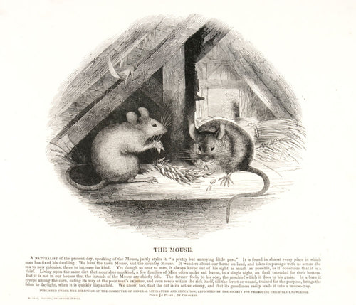 The Mouse