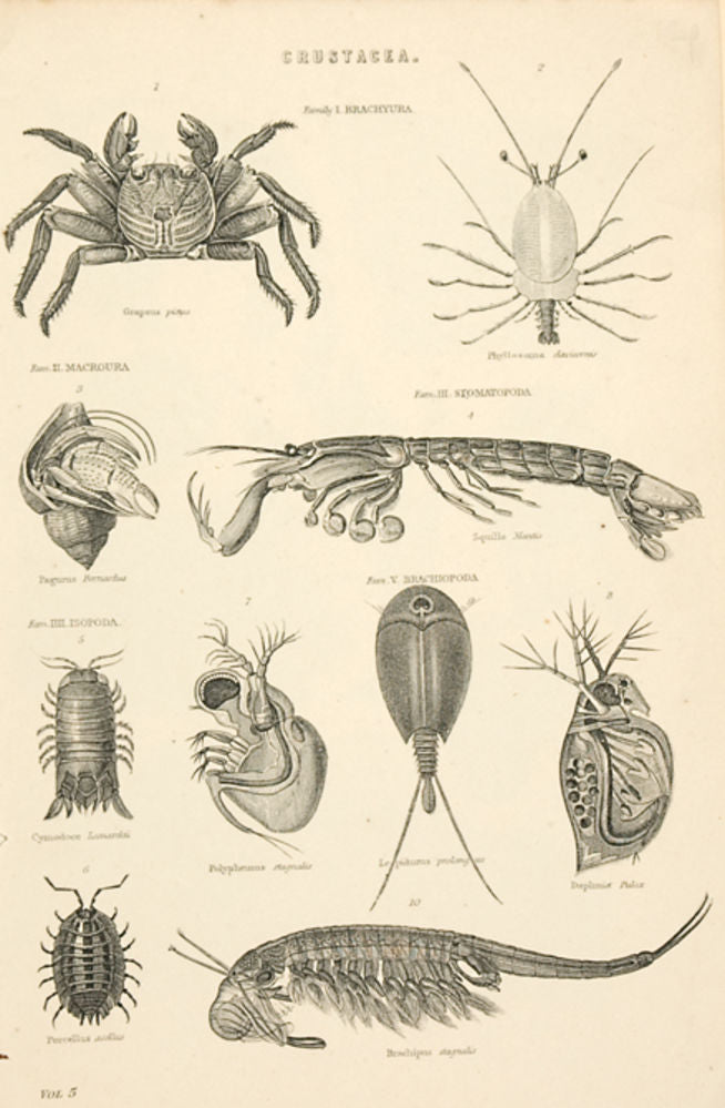 Crustacea - Family I. Brachyura