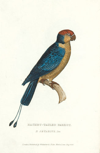 Racket-tailed Parrot