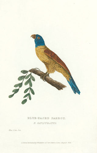 Blue-faced Parrot