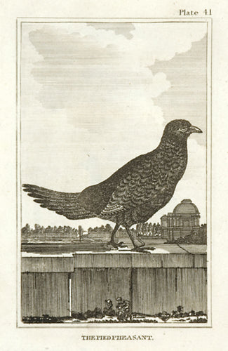 The Pied Pheasant