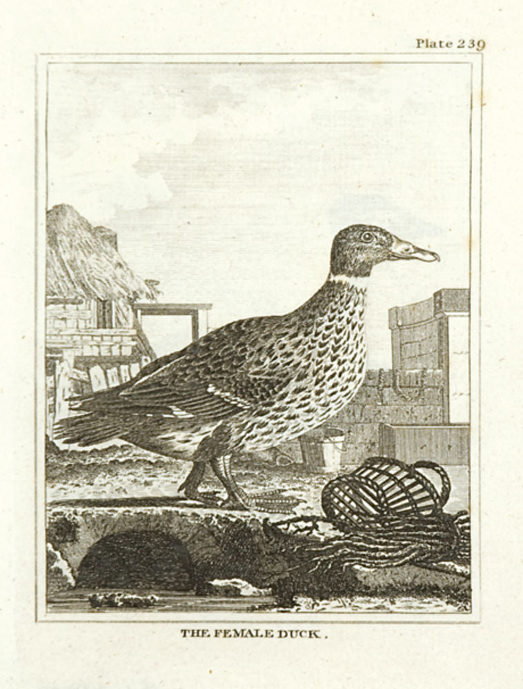 The Female Duck