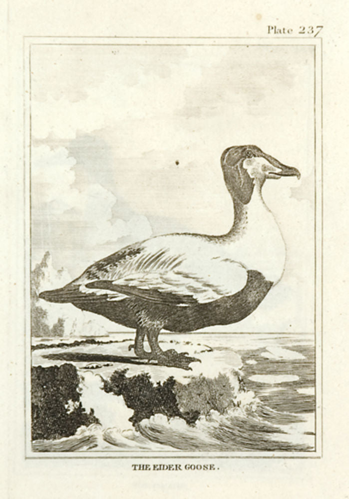 The Eider Goose
