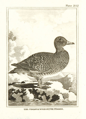 The Common Wigeon, the Female