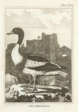 Load image into Gallery viewer, The Sheldrake