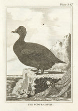 Load image into Gallery viewer, The Scoter Duck