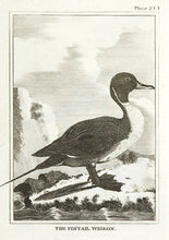 Load image into Gallery viewer, The Pintail Wigeon