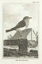 Load image into Gallery viewer, The Red-breast [Robin