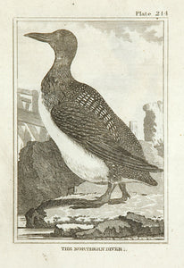 The Northern Diver