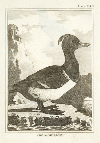 The Morillon