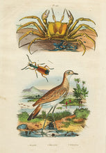 Load image into Gallery viewer, Ghost Crab, Beetle, Greenshank