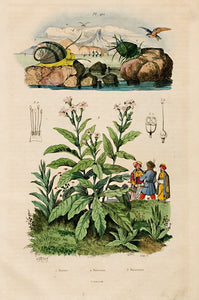 Snails; Tobacco plant
