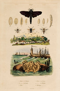 Moth; larvae; crab