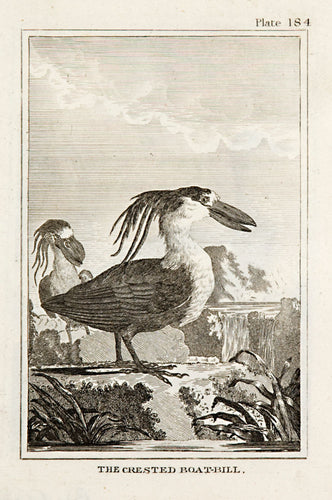 The Crested Boat-Bill (pl.184