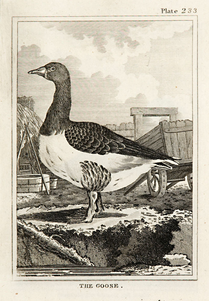 The Goose (pl.233