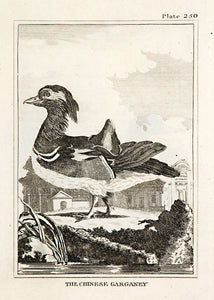 The Chinese Garganey (pl.250