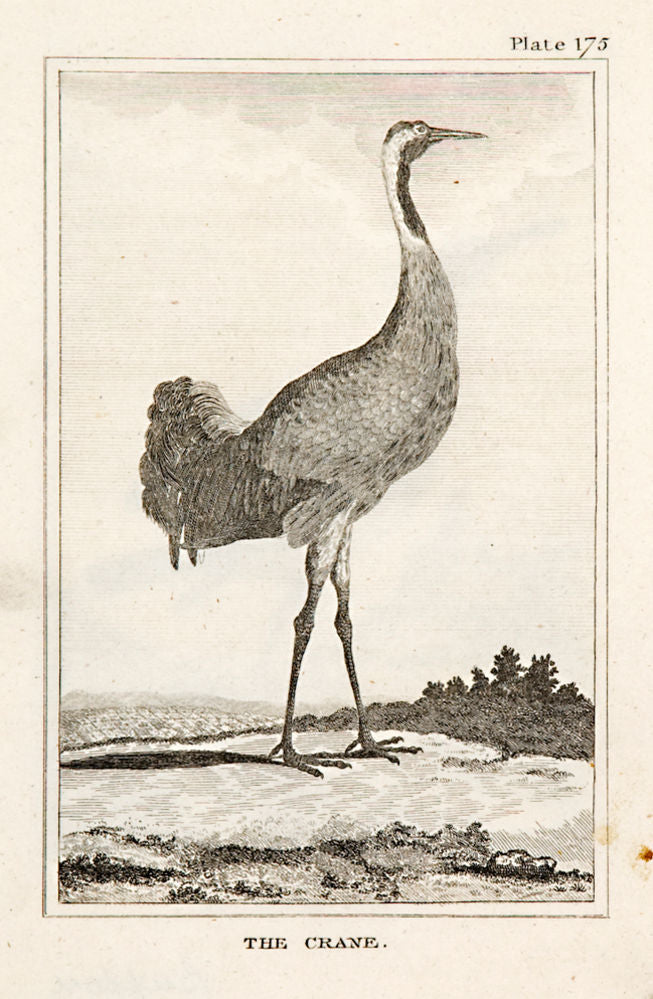 The Crane (pl.175