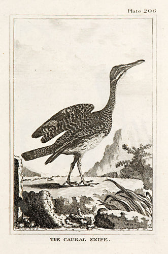 The Caural Snipe (pl.206