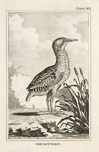 The Bittern (pl.182