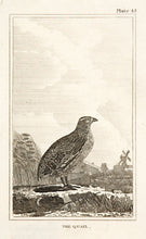 Load image into Gallery viewer, The Quail (pl.45