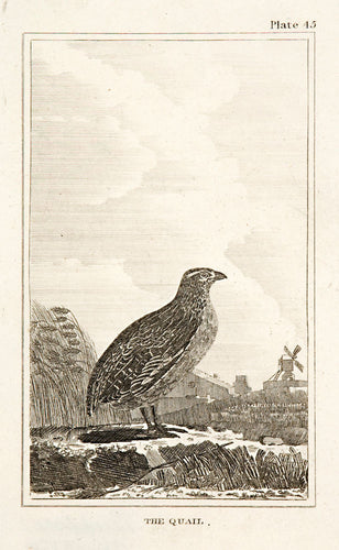 The Quail (pl.45