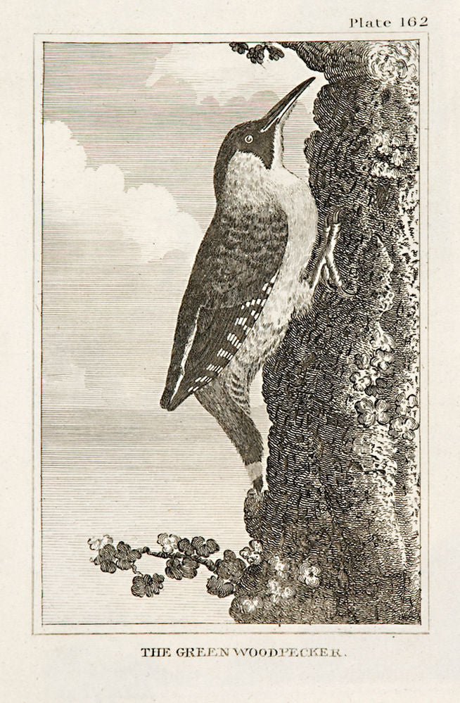 The Green Woodpecker (pl.162