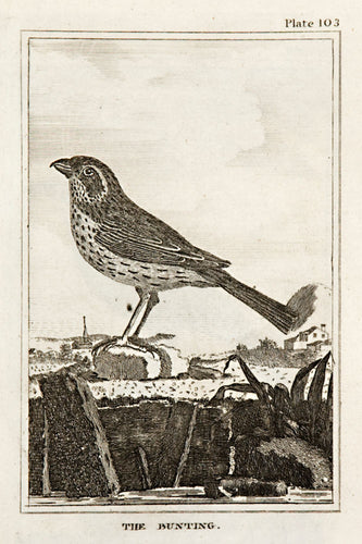 The Bunting (pl.103