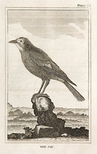 Load image into Gallery viewer, The Jay (pl.63