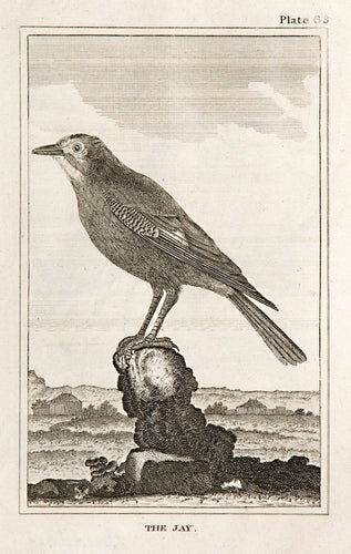 The Jay (pl.63