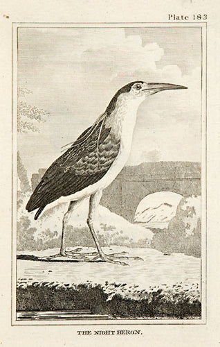 The Night Heron (pl.183