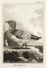 Load image into Gallery viewer, The Pintado (pl.252