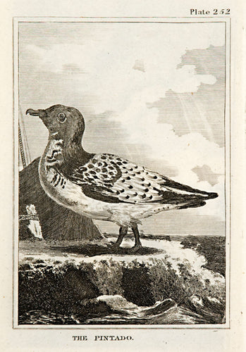 The Pintado (pl.252