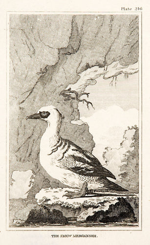 The Smew Merganser (pl.216