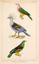 Load image into Gallery viewer, Crowned Pigeon; Porphyry Pigeon; Spicy Vinago