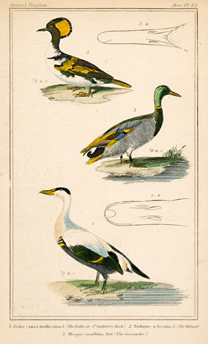 Eider; Mallard; Goosander