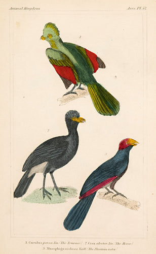 The Touraco; The Hocco; The Plantain-Eater