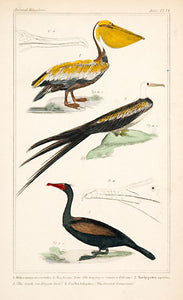 Pelican; Frigate-Bird; Cormorant