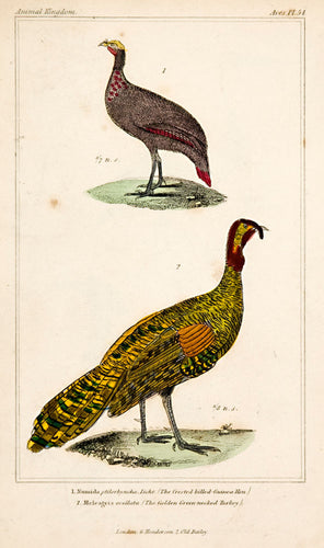 Guinea-Hen; Turkey