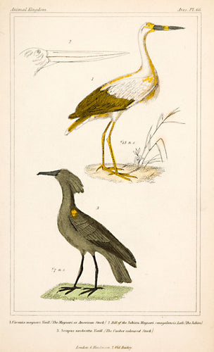 American Stork; Umber-coloured Stork
