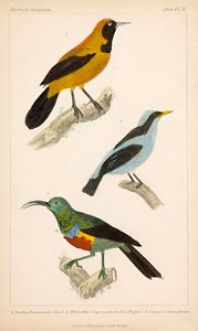 Oriole; Pipit; Sunbird