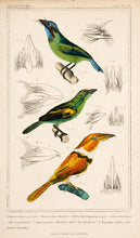 Load image into Gallery viewer, Duvauceliu's Barbet; The Barbican [Barbet]; The Banded Tamatia [Puffbird