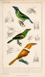Duvauceliu's Barbet; The Barbican [Barbet]; The Banded Tamatia [Puffbird