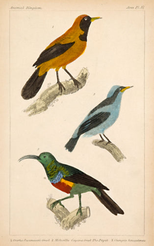 Oriole; Pipit; Sunbird