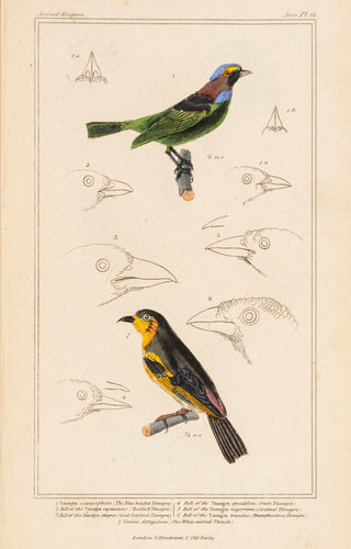 Blue-headed Tanagra [Red-necked Tanager]; White-necked Thrush
