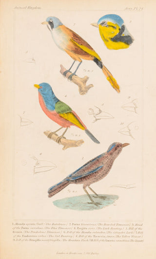 The Bateleuse [Lark fam.]; Bearded Titmouse; Blue Titmouse; Lark Bunting