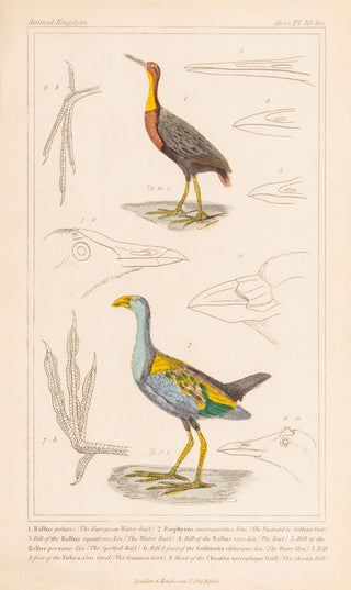 European Water Rail; Emerald or Sultana Coot