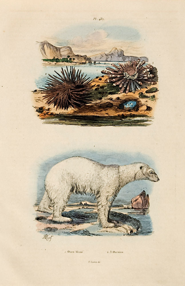 Polar bear; urchins