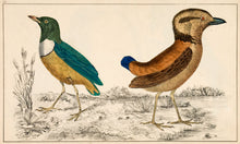 Load image into Gallery viewer, Pittas