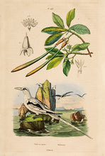 Load image into Gallery viewer, Bird