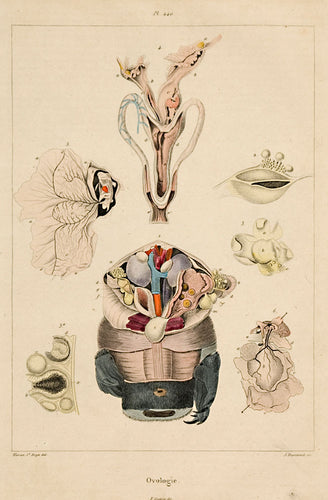 Ovologie